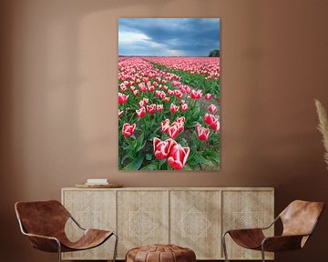 Bloeiende rode en roze tulpen in een veld