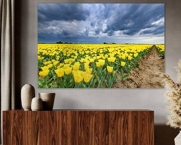 Bloeiende tulpen in een veld voor een lente storm van Sjoerd van der Wal Fotografie