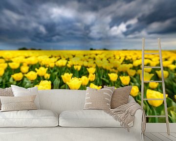 Blossoming yellow tulips in a field by Sjoerd van der Wal Photography