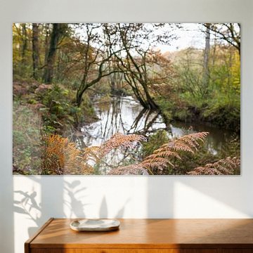 Paysage sinueux ruisseau dans la forêt en automne