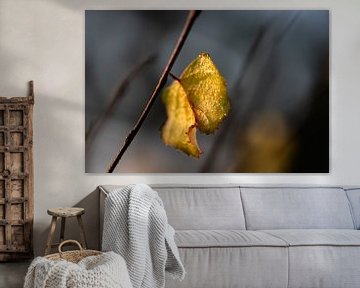 Herbstblatt mit Tautropfen von Tania Perneel