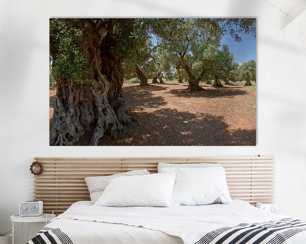 Olijfbomen, Ostuni, Puglia, Italië
