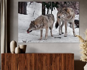 De familie van de wolven is een groot mannetje en vrouwtje met vlees in de sneeuw, waakzaam kijkend  van Michael Semenov