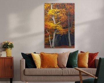 Magische herfstkleuren in het beukenbos, Utrechtse Heuvelrug, Nederlan van Sjaak den Breeje Natuurfotografie