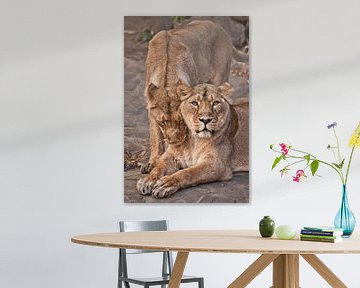 Beautiful and strong lioness by Michael Semenov