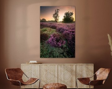 Blooming heather in morning light by Coen Janse