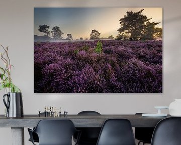 Flowering heather in morning light by Coen Janse