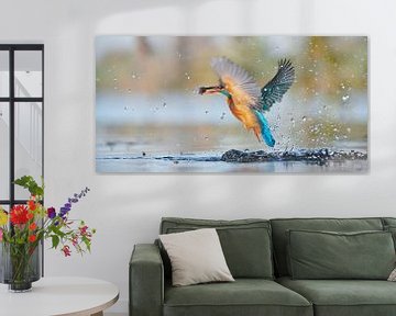 Kingfisher - panorama