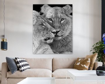 Close up of two asian lion cubs by Patrick van Bakkum