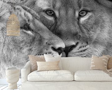 Close up of two asian lion cubs by Patrick van Bakkum