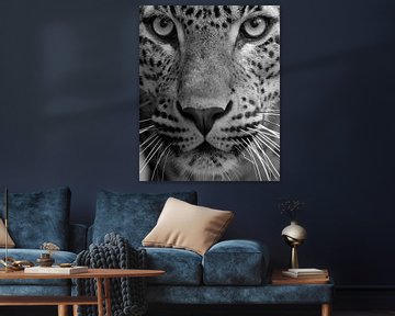 Le léopard en gros plan en noir et blanc sur Patrick van Bakkum