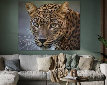 This leopard is looking to you with an intensive look by Patrick van Bakkum