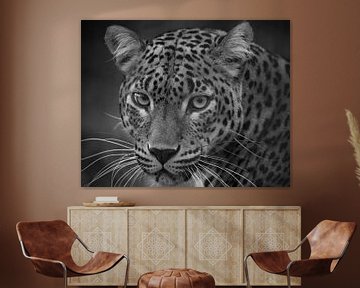 Leopard te regarde d'un air perçant en noir et blanc. sur Patrick van Bakkum