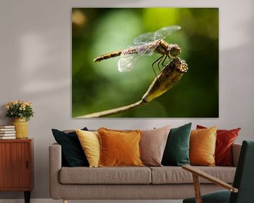 Dragonfly by Martijn Wit