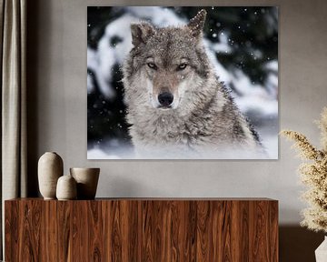 Portret van een wolf (vrouwelijke wolf) van dichtbij op de kop van het beest met een strenge blik va van Michael Semenov