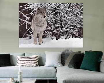 vrouwelijke wolf staat prachtig en trots op en kijkt uit naar het besneeuwde winterbos, een krachtig van Michael Semenov