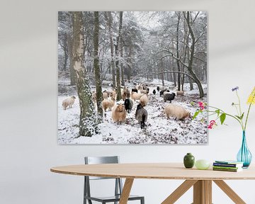 kudde schapen in besneeuwd bos van anton havelaar