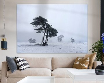 Fliegende Kiefern in schneebedeckter Landschaft von anton havelaar