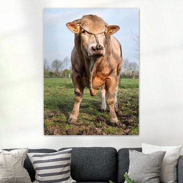 blonde d'aquitaine stier in weiland