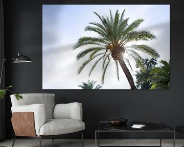 Zonnestralen door de palmboom in Cordoba van Angeline Dobber