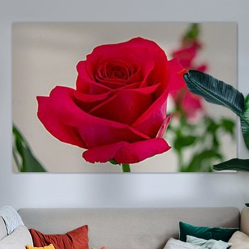 Nahaufnahme einer leuchtend roten, formschönen Rose