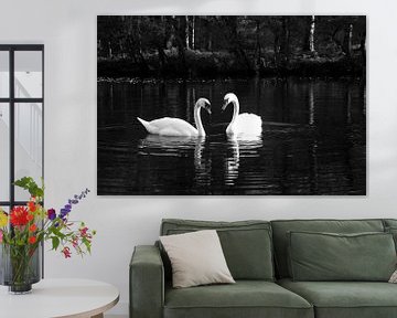 Swan couple by Daan Ruijter