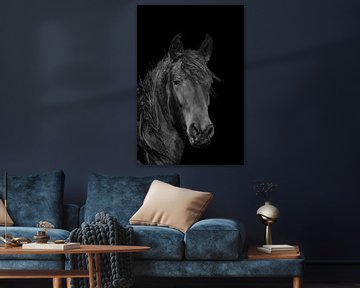 Cheval frison, portrait sur Gert Hilbink