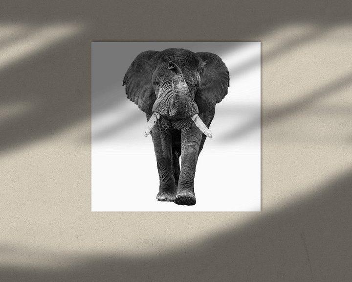 Sfeerimpressie: De lopende olifant met slurf omhoog van Sharing Wildlife