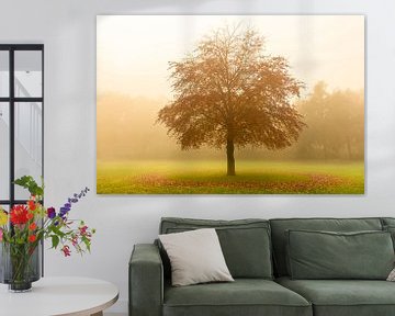 Tree with a circle of fallen leaves in the mist by Sjoerd van der Wal Photography