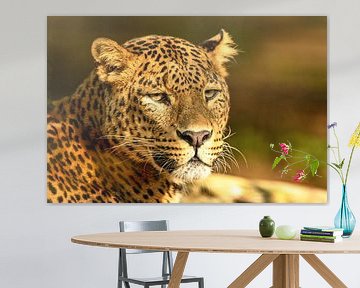 Leopard resting in the sun by Sjoerd van der Wal