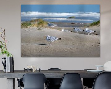 Gulls charadriiformes on the North Sea beach of the Wadden island of Terschelling in the north of th by Tonko Oosterink