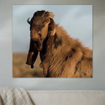 Iran: Zeinodin Karawanserei