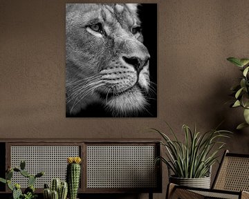 Nahaufnahme einer Löwin in Schwarz-Weiß von Patrick van Bakkum