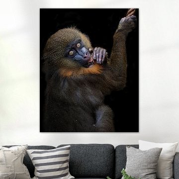 Der junge Mandril sieht dich direkt an. von Patrick van Bakkum