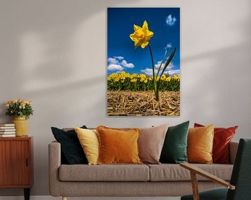 The daffodil
