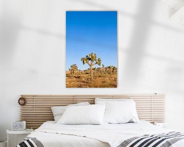 Idyllic desert scenery - Joshua Tree National Park by Melanie Viola