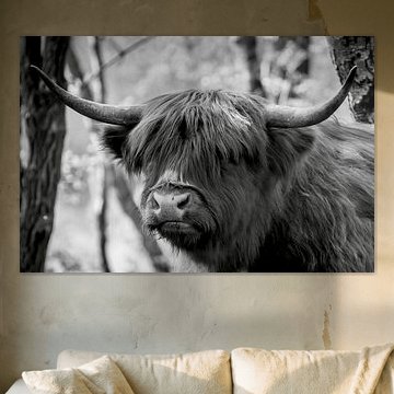 Highlander écossais