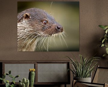 Otter close-up by Patrick van Bakkum