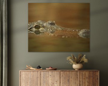 Krokodil mit Blick über das Wasser in schwarz-weiß von Patrick van Bakkum