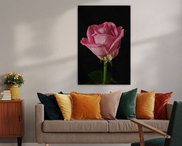 Rose aux gouttes d'eau