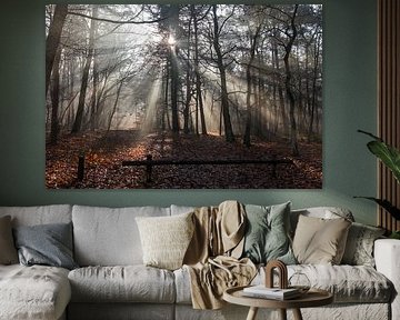Autumn in the forest