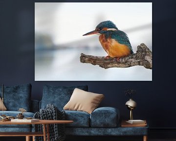 Kingfisher - nearby by Kingfisher.photo - Corné van Oosterhout