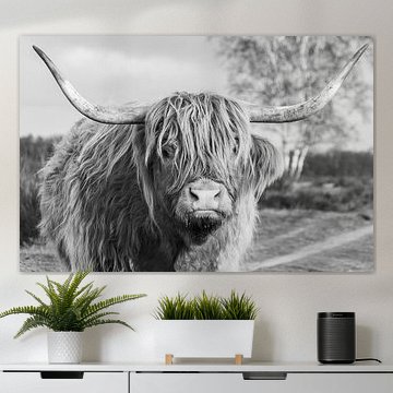 Schottischer Highlander auf der Bussumer Heide