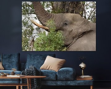 Afrikaanse olifant aan de dis. van Frank Heinen
