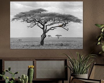 Leopard im Baum Serengeti Tansania von Esther Scherpenzeel