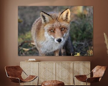 Fox by Berdien van Drogen