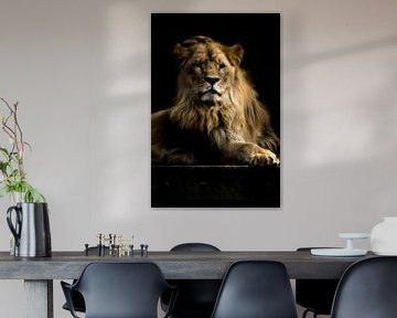 Lion Nero