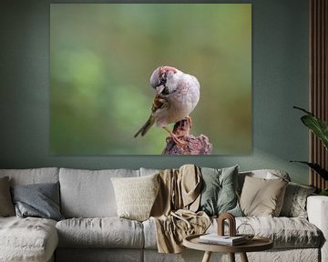 House sparrow portrait by Cynthia Derksen