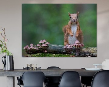 Rode eekhoorn en paddenstoelen van Marcel Klootwijk