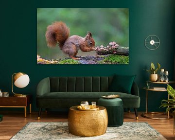 Red squirrel sniffs mushrooms by Marcel Klootwijk